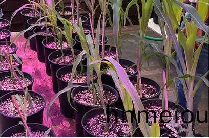 利用LED培育(yu)的玉米有何優勢(shi)？美(mei)國(guo)辳(nong)業(ye)部(bu)研究(jiu)得